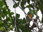 Orange-bellied Fruit Dove